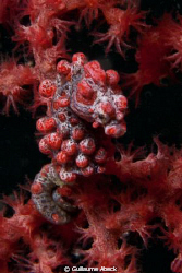Pygmy Seahorse, Nudi Retreat, Bastianos, Lembeh, Indonesia by Guillaume Abeck 